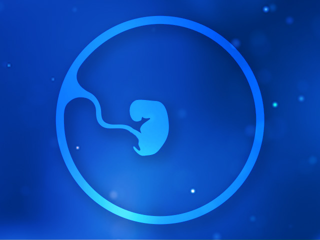 2-fetus-1-month-640-480px
