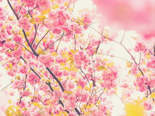 flores rosadas