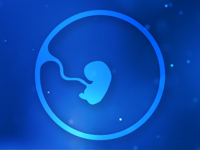 2-fetus-2-month-640-480px