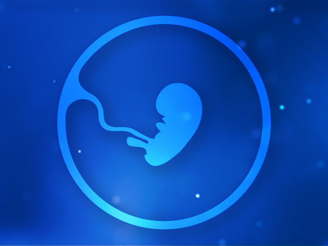 2-fetus-3-month-640-480px