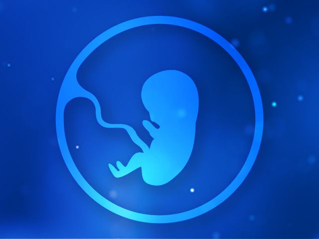 2-fetus-5-month-640-480px