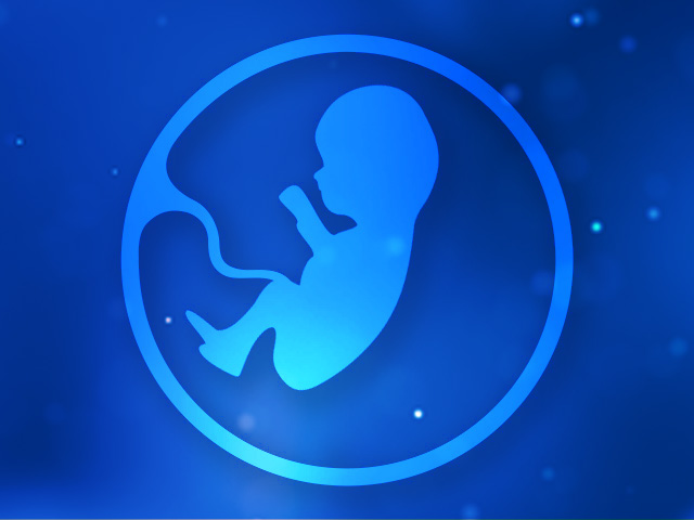 2-fetus-6-month-640-480px