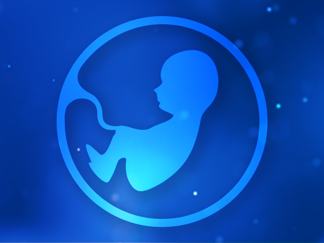 2-fetus-7-month-640-480px