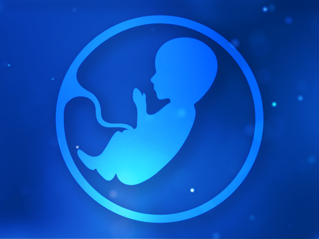 2-fetus-8-month-640-480px