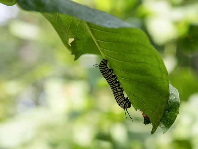 Caterpiller-on-Leaf-640-480