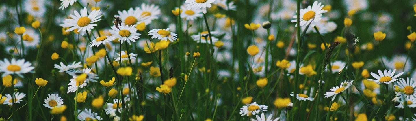 pequeñas flores blancas