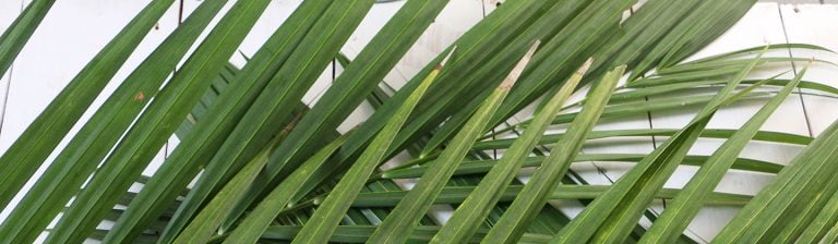 palm sunday palm leaves closeup 618367343