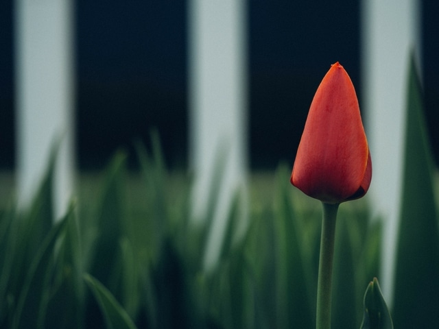 red flower