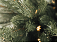 jesse tree